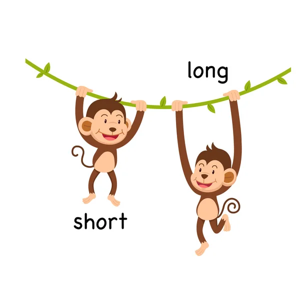 Szemben a rövid és hosszú illusztráció — Stock Vector