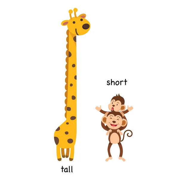  Tall and short Vector Art Stock Images | Depositphotos
