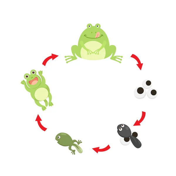 Vektorové ilustrace žába životního cyklu — Stockový vektor
