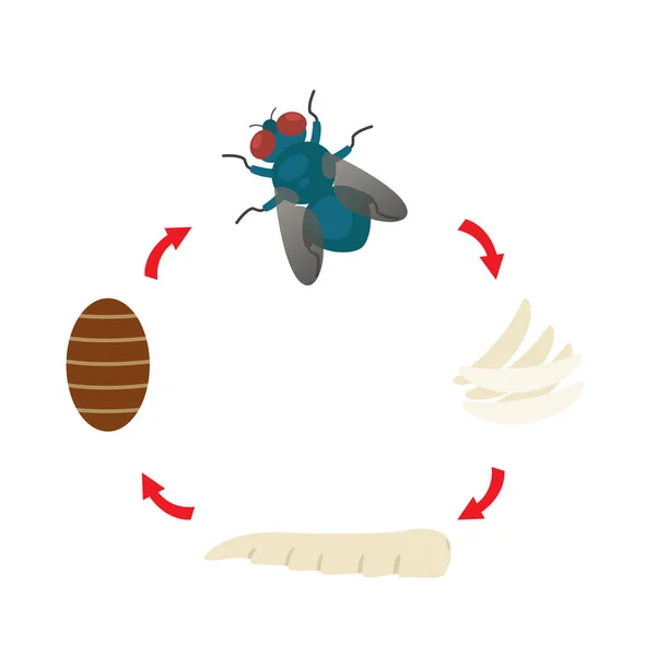 Ilustración ciclo de vida housefly vector — Archivo Imágenes Vectoriales