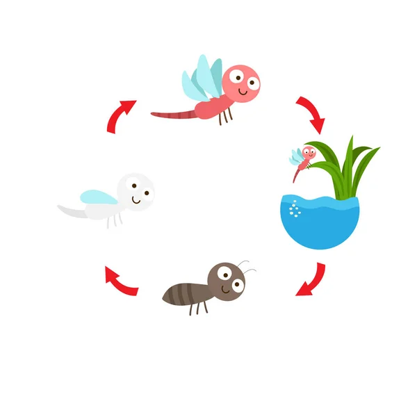 Vektorové ilustrace dragonfly životního cyklu — Stockový vektor