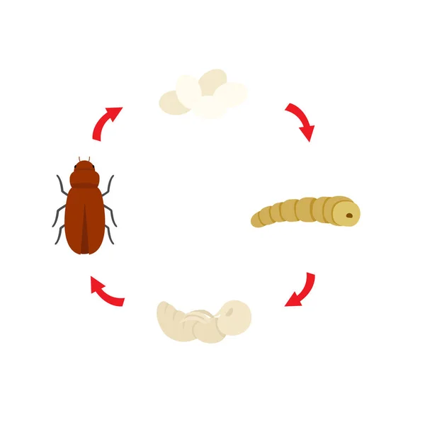 Illustration life cycle mealworm vector — Stock Vector