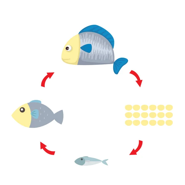 Ilustração ciclo de vida vetor de peixe — Vetor de Stock