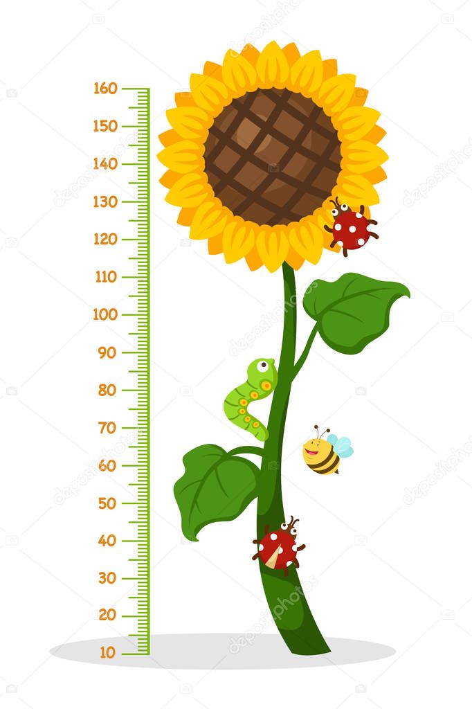 Meter wall with sunflower.vector illustration