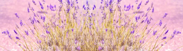 Violet Lavender flowers banner field in provence in pastel colors and blur background with place for text. French lavender in the garden, soft light effect. Blooming Lavender harvest for Nature Cosmetics, perfume ingredient, aromatherapy.
