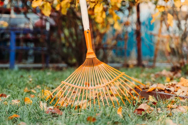 Raking fall leaves  on lawn with rake in the yard  in autumn. spring cleaning lawn in garden back yard.