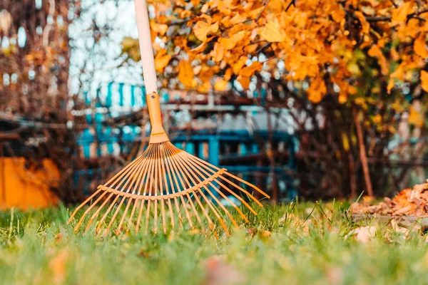Raking fall leaves with rake in the yard. spring cleaning lawn in garden back yard.