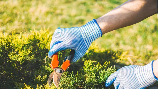 seasonal work in the garden. Gardener in work gloves cuts dry branches of thuja with shears. Pruning bushes. Cutting Branches at spring or autumn. Close up hand of person holding garden red scissors. Garden work.