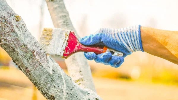 Whitewashing tree in spring.  Work white brush. Paint the bark fruit tree. Paint brush. Springtime work in a garden. Spring cleaning. Protection of fruit tree in garden, close up, copy space.