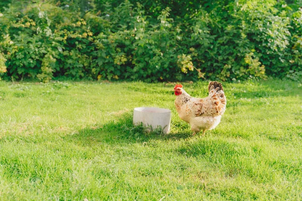 hen in a farm yard. white hen stands on grass in garden, feeding and looking at camera. free range chicken. countryside background.