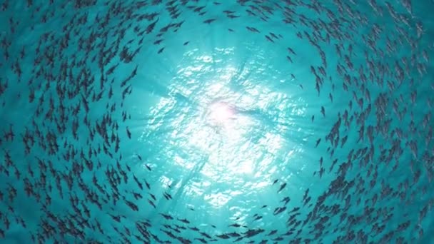 Escola Peixos Tubarões Nadam Círculo — Vídeo de Stock