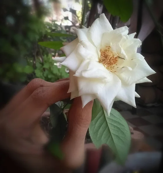 Çiçek Açmış Güzel Beyaz Bir Gülün Resmi Elinde Sabah Güneşinde — Stok fotoğraf