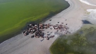 aeria drone shot zoom out herd of horses close to a lake in mongolia