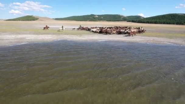 空中ドローンは晴れた日の午後にワシの影のモンゴルの湖の隣に舞う馬の壮大な群れを撃った — ストック動画