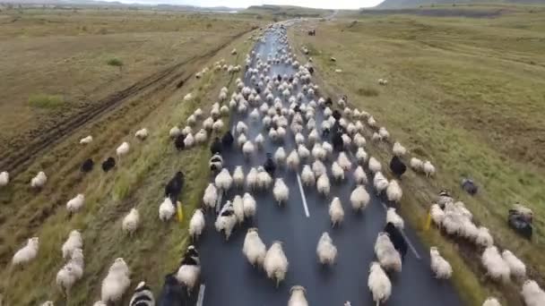 Aerial Drone Shot Flying Flock Sheep Icelandic Road Amazing View — ストック動画
