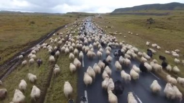 aerial drone shot flying over a flock of sheep walking on the roa in icelan cloudy day low altitude flight