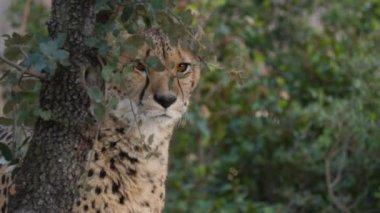 adult cheetahs acinonyx jubatus behind a tree looking at the distance montpellier zoo close face shot