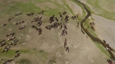 aerial drone shot herd of horses in mongolian steppes beautiful and rare next to a river during sunny afternoon