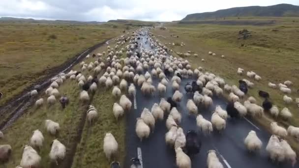 Aerial Drone Shot Flying Flock Sheep Walking Roa Icelan Cloudy — 图库视频影像