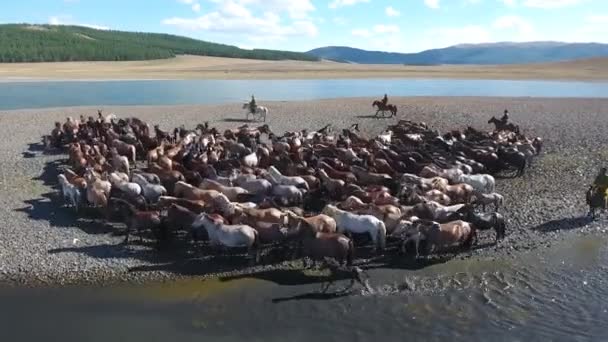 Letecký Dron Střílel Zblízka Stádo Koní Podél Jezera Mongolsku Konec — Stock video