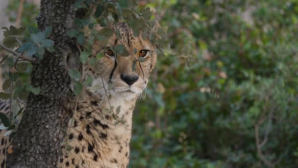 Volwassen Cheeta Acinonyx Jubatus Achter Een Boom Kijkend Naar Afstand — Stockvideo