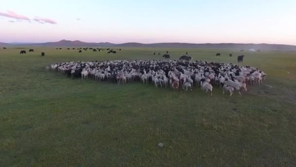 Aerial Drone Shot Big Herd Sheep Yack Mongolia — ストック動画