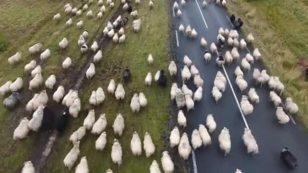 Aerial Drone Shot Flying Flock Sheep Icelandic Roadfunny Rare Cloudy — Stok video