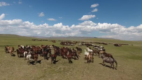 Csodálatos Légi Drón Lövés Után Csorda Lovak Mongol Végtelen Sztyeppe — Stock videók