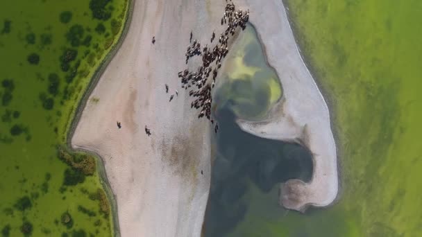 Aerial Drone Shot Top View Herd Horse Lake Mongolia — Stok video