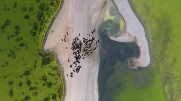 Lucht Drone Schot Bovenaanzicht Kudde Van Paard Langs Prachtige Meer — Stockvideo