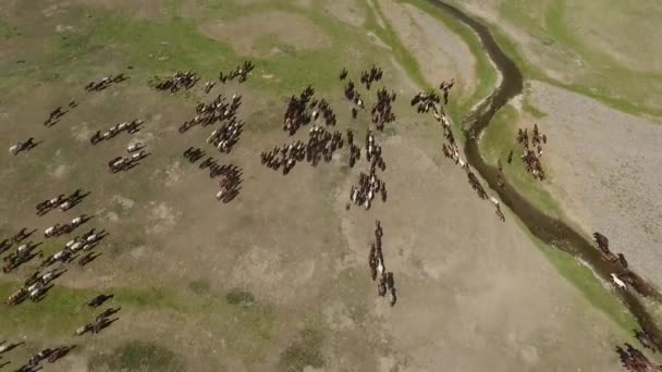 Воздушный Беспилотник Сбил Стадо Лошадей Монгольских Степях Красивых Редких Рядом — стоковое видео