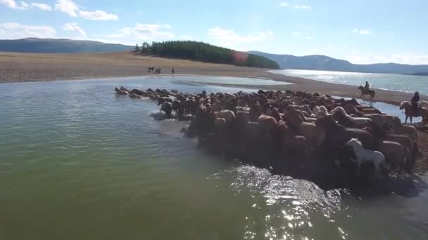 Incredibile Raro Branco Cavalli Che Nuotano Lago Mongolia Colpiti Drone — Video Stock