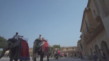 amer fort jaipur rajasthan india elephants 