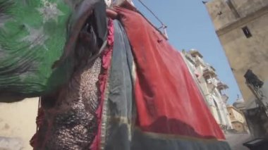 amer fort jaipur rajasthan india elephants 