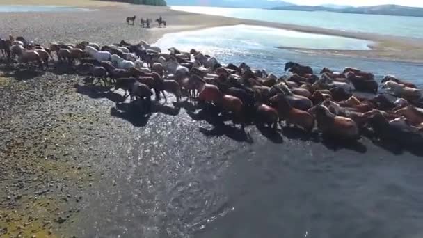 Drone Aéreo Tiro Rebanho Cavalos Nadando Lago Mongólia Raro Incrível — Vídeo de Stock