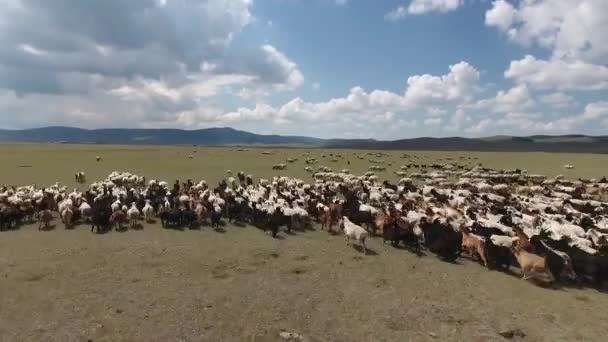 Aerial Drone Shot Herd Sheep Endless Landscape Mongolia — 图库视频影像