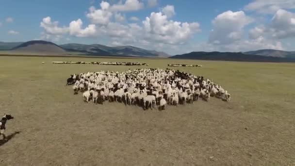Dron Latający Nad Stadem Owiec Niekończącej Się Mongolii Krajobrazowej — Wideo stockowe