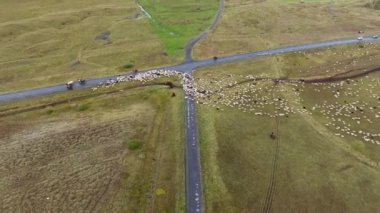aerial drone shot flying over a flock of sheep walking on the road in iceland cloudy day high altitude flight