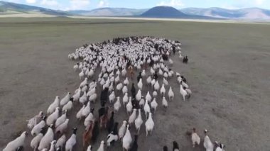 aerial drone shot of a herd of sheep in endless landscape mongolia