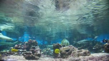 Blacktip resif köpekbalıkları ve akvaryumda tropikal balıklar Montpellier carcharhinus melanopterus