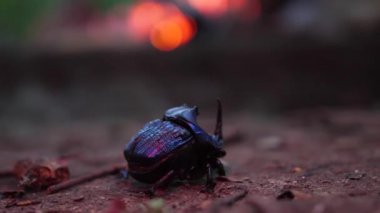 Kırmızı ışık ve arka planda ateş bulunan mavi gergedan böceği.