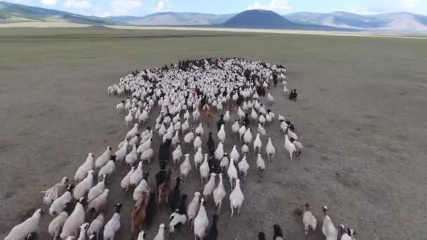 Aerial Drone Shot Herd Sheep Endless Landscape Mongolia — Stockvideo