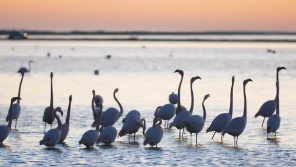 Belo Movimento Lento Phoenicopterus Roseus Flamingos Lagoa Barreira Com Carro — Vídeo de Stock