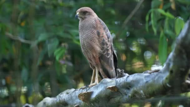 Buzzard Cativeiro Zoológico Guiana Francesa — Vídeo de Stock