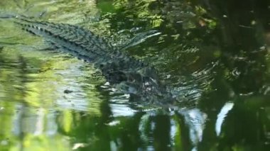 Büyük siyah kayman Guiana 'da yüzüyor.