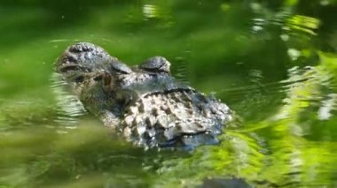 Siyah kayman, Fransız guiana gölüne yakın.