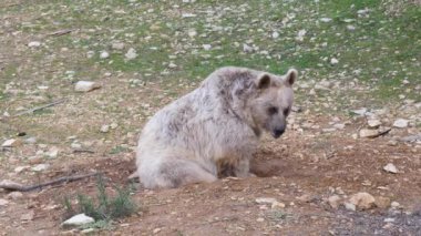 Ayı ursus arctos syriacus Montpellier hayvanat bahçesinde gündüz vakti yerde oturuyor.