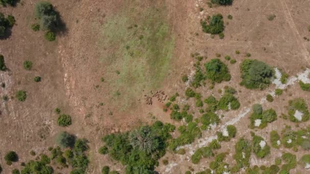 Greifvögel Gänsegeier Fliegen Über Toten Tierkadaver Frankreich Luftaufnahme — Stockvideo