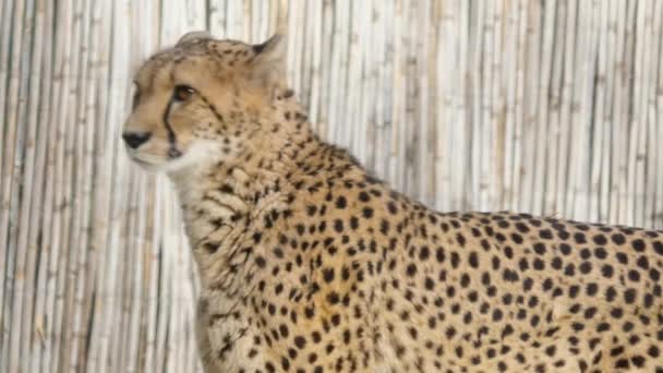 Esaret Altındaki Güzel Çita Arka Plandaki Bambu Kaplamasına Bakıyor — Stok video