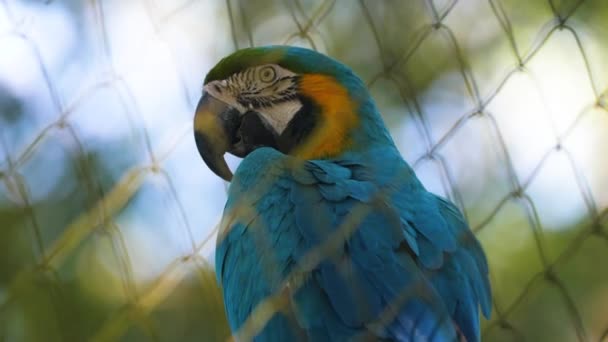 Blå Papegoja Ara Tittar Kameran Ett Zoo Franska Guyana — Stockvideo